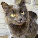 Picture of cat lost at Taylors