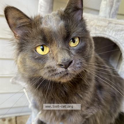 Photo 1/1 Luna Chat lost in Taylors