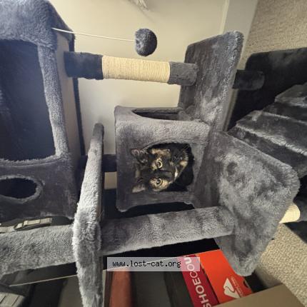 Photo 1/1 Tilly Chat lost in Salt lake city