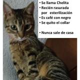 Picture of cat lost at Cdmx