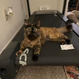 Picture of cat lost at Bloomington