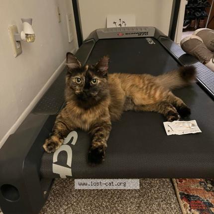 Photo 1/1 Coco Chat lost in Bloomington