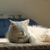 Picture of cat lost at Islamabad