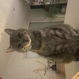 Picture of cat lost at Colomiers