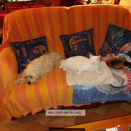 Photo 1/1 Lune Chat lost in Olivet