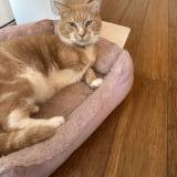 Picture of cat lost at Trouville Sur Mer