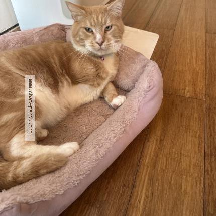 Photo 1/1 Jedi Chat lost in Trouville sur mer