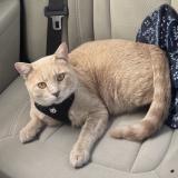 Picture of cat lost at Hammond