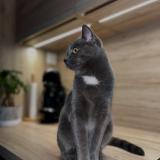 Picture of cat lost at Saint Germain Du Crioult