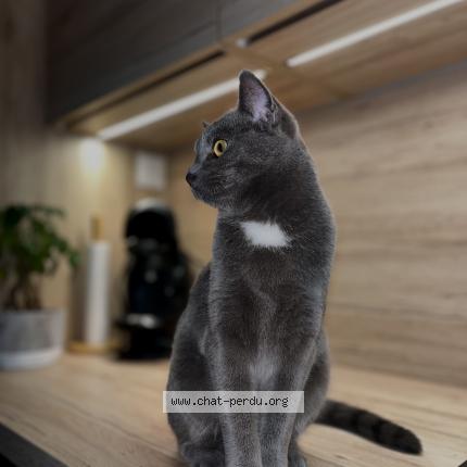 Photo 1/1 Tina Chat lost in Saint germain du crioult