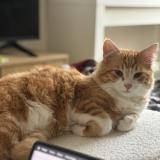 Picture of cat lost at Villiers Sur Marne