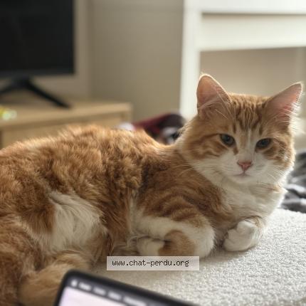 Photo 1/1 Roony Chat lost in Villiers sur marne