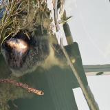 Picture of cat found at Paris