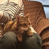 Picture of cat lost at Goncelin