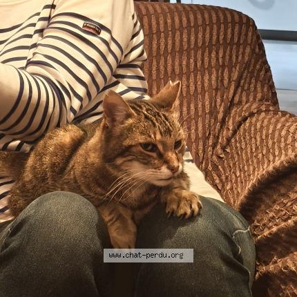 Photo 1/1 Saska Chat lost in Goncelin