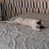 Picture of cat lost at Cenon