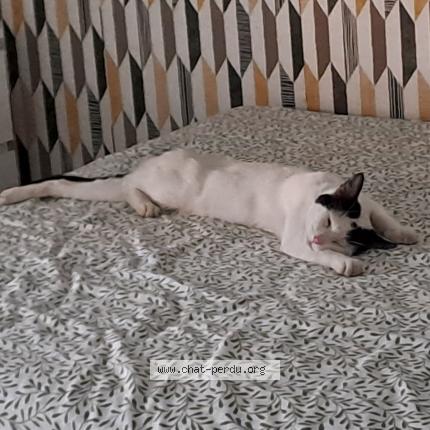 Photo 1/1 DOUDOU Chat lost in Cenon