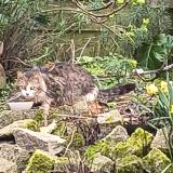 Picture of cat found at Theix Noyalo