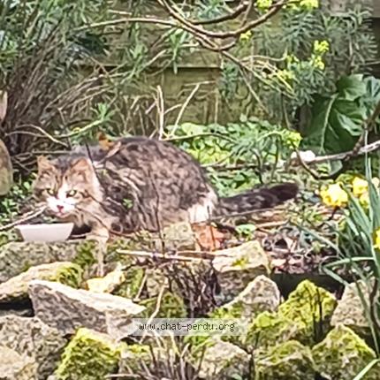 Photo 1/1 Found cat Found in Theix noyalo