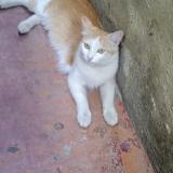 Picture of cat lost at Bengaluru Urban