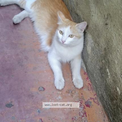 Photo 1/1 Shona Chat lost in Bengaluru urban