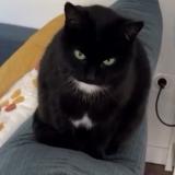 Picture of cat lost at Limoges