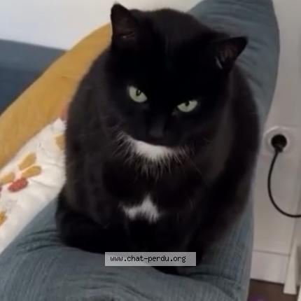 Photo 1/1 Yuna Chat lost in Limoges