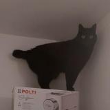 Picture of cat lost at Limonest