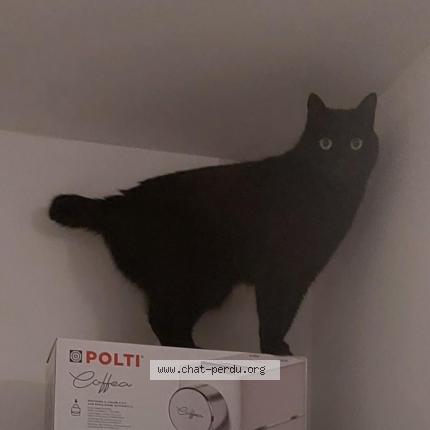 Photo 1/1 MAKKI Chat lost in Limonest