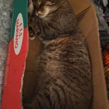 Picture of cat lost at La Croix Valmer