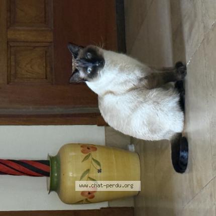 Photo 1/1 Cat reunited Lost in Cabestany