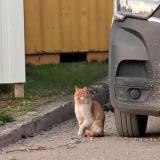 Picture of cat found at Pierrelaye