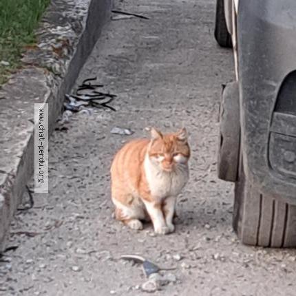 Photo 2/2 Found cat Found in Pierrelaye