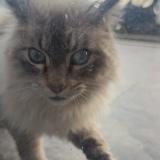 Picture of cat found at Portet Sur Garonne