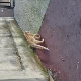 Picture of cat found at Montpellier