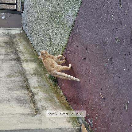 Photo 1/1 Found cat Found in Montpellier