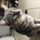 Picture of cat lost at Villiers Sur Marne