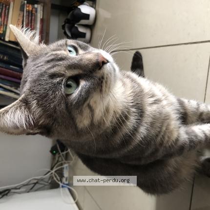 Photo 1/1 Simba Chat lost in Villiers sur marne