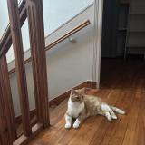 Picture of cat lost at Brest