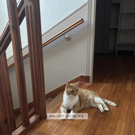 Photo 1/1 Moutik Chat lost in Brest