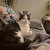 Picture of cat lost at Domerat