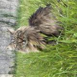 Picture of cat lost at Saint Martin De Crau