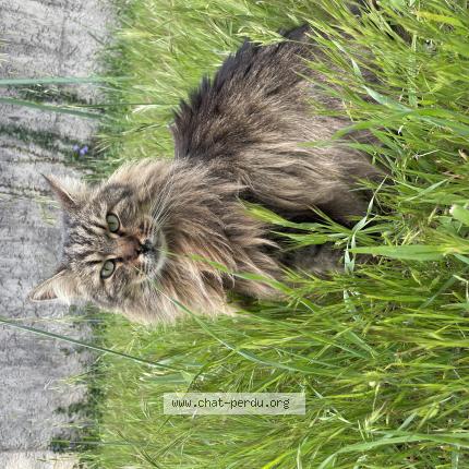 Photo 1/1 Osiris Chat lost in Saint martin de crau