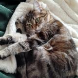 Picture of cat lost at Chouze Sur Loire