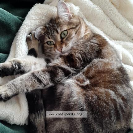 Photo 1/1 Syrah Chat lost in Chouze sur loire