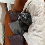 Picture of cat lost at Saint Avertin