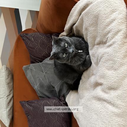 Photo 1/1 Violette Chat lost in Saint avertin