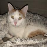 Picture of cat lost at Cognac