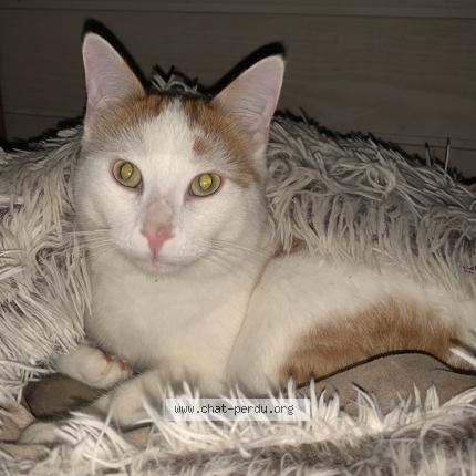 Photo 1/1 Pépère Chat lost in Cognac