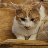 Picture of cat lost at Poissy